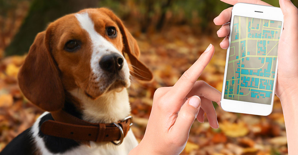 Leaky Pet App Dilemma Can Lead to Serious Cybersecurity Problems